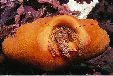 任天堂目前还不想进入元宇宙